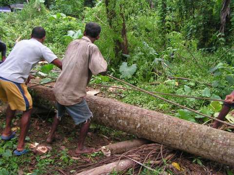 Nadat we in het bos 1 boom hadden gekocht, werd deze ter plekke in 3 stukken gezaagd en met de door ons gehuurde lorry naar de 3 gezinnen gebracht.